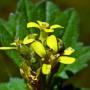 Hedge Mustard (Sisymbrium officinale): A common weed from Europe that can become invasive.